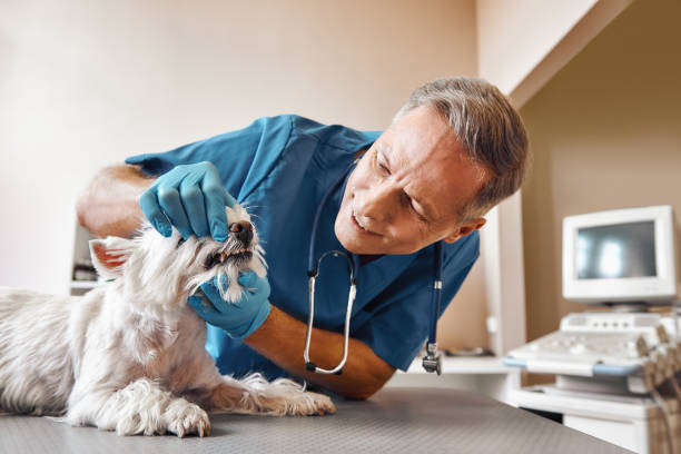 Best Knocked-Out Tooth (Avulsed Tooth) Treatment in Sparta, IL